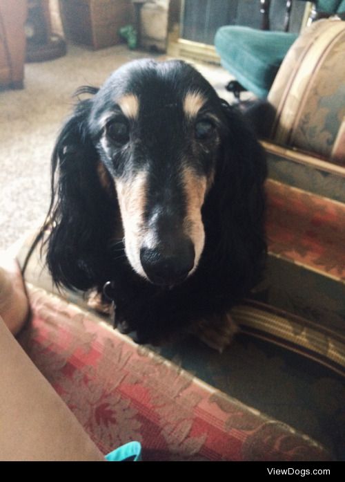 My dachshund sweetheart, Quincy, who celebrated his 13th…
