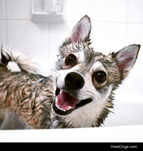 i hate baths more than it looks in this picture, i swear! says…