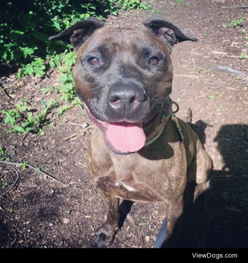 Meet Paprika! A four year old, beautiful brindle pit bull. She’s…