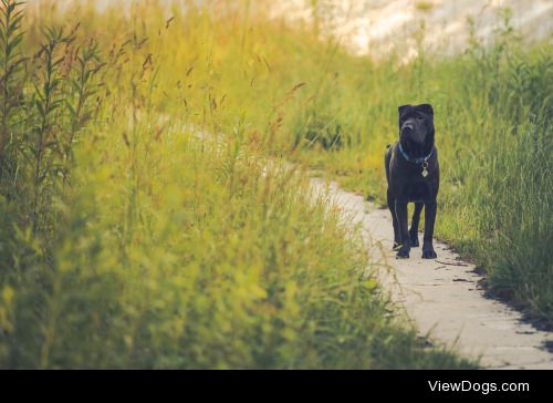 Da kommt ein Hund des Weges | Rainer Benatzky