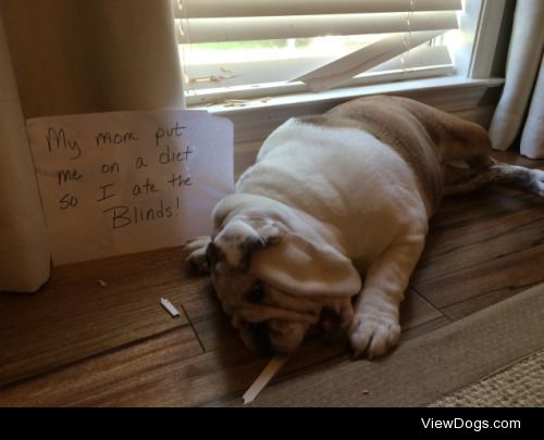 I got hangry

My mom put me on a diet so I ate the blinds!