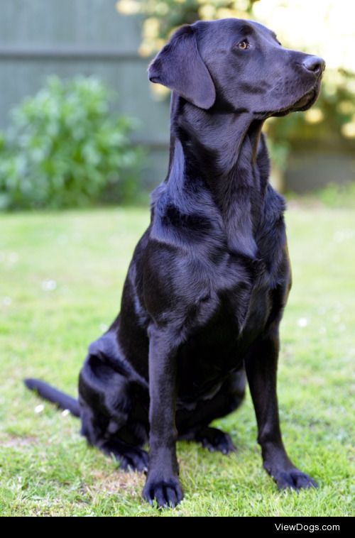 Beautiful Bella, posing! ❤️