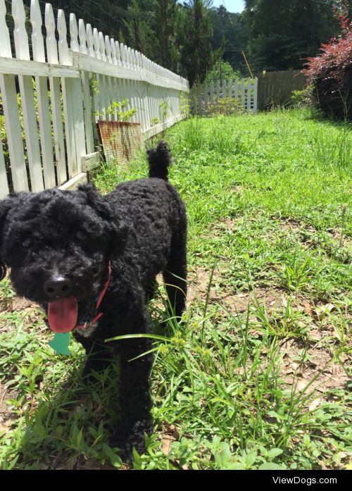 Our Toy Poodle, ironically named Cujo. 2 years old and in his…