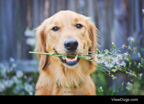 “Who wants to make a wish with me?”
Billy, 2 year old Golden…