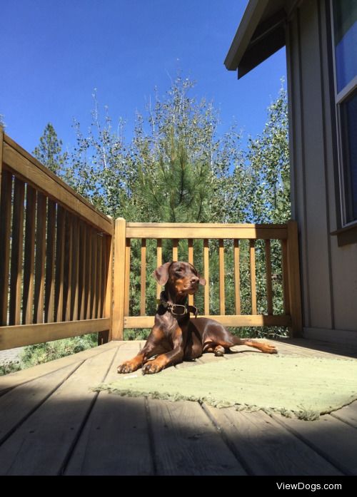 My beautiful dobie girl hanging out on the deck while we grill…