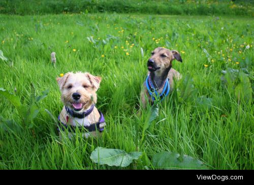 Cinders my naughty 2 year old Lakeland/Norfolk terrier mix and…