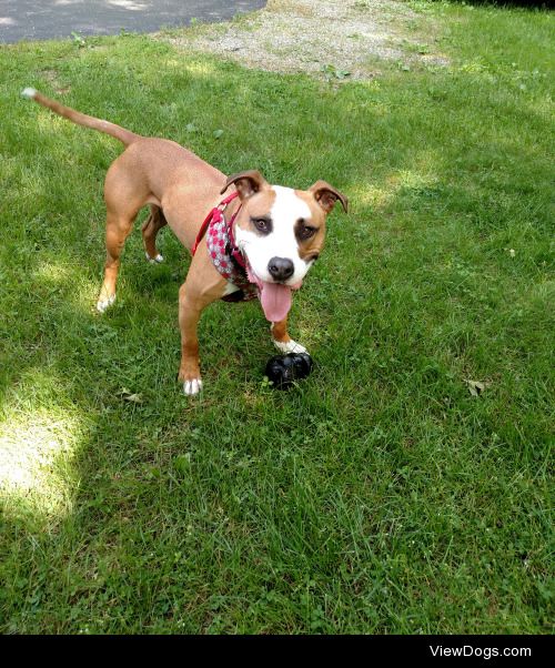 Zeus, an American Staffordshire terrier. About two years old.