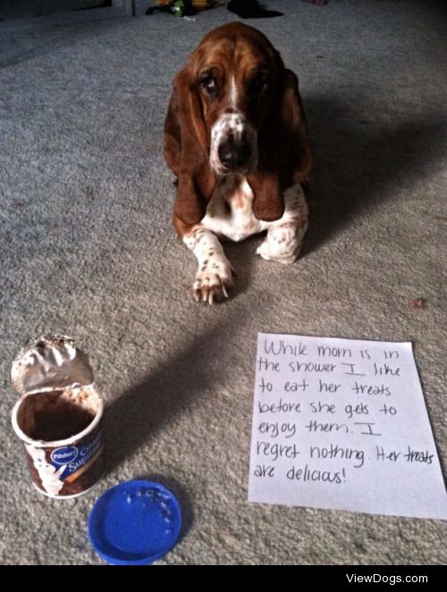 Treat yo’ basself

Rosie’s hound nose gets her into…