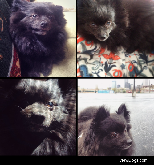 Jack the pomeranian! I adopted him from and rescue in northern…
