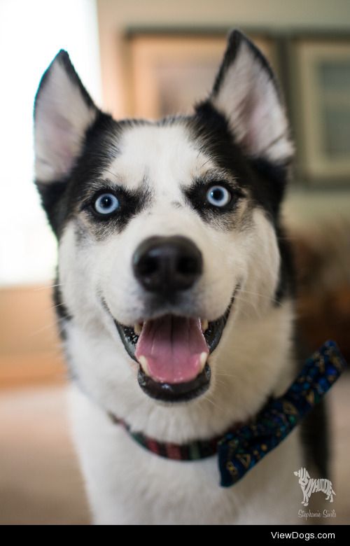 huskyhuddle:

:P Balto for Tongue out Tuesday!