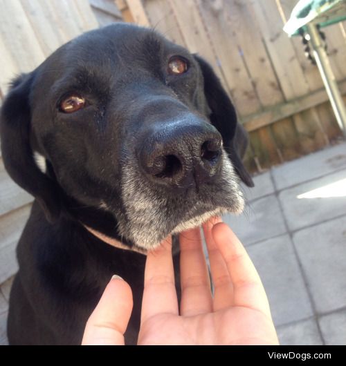 Molly, 9 years old, German Pointer/Labrador mix :-)