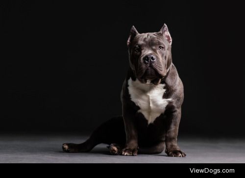 Bentley the Bully | Dejan Stanic