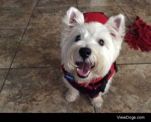 Daisy, with her life jacket ready to kayak.