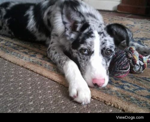 My blue merle Collie, Tess.