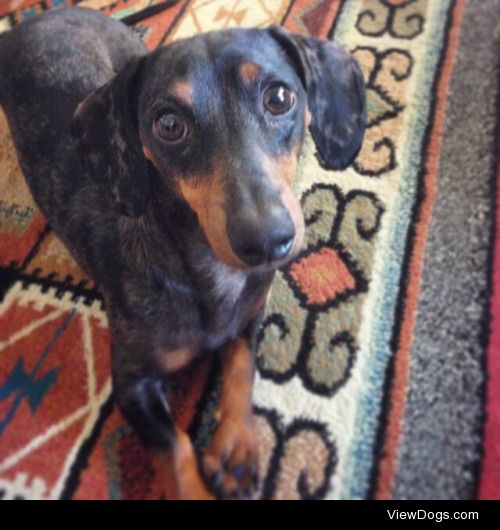 Harper is a 1 year old miniature dachshund. He’s super energetic…