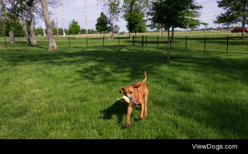 Our boy Groot enjoying early am at the dog park
#Rescue…