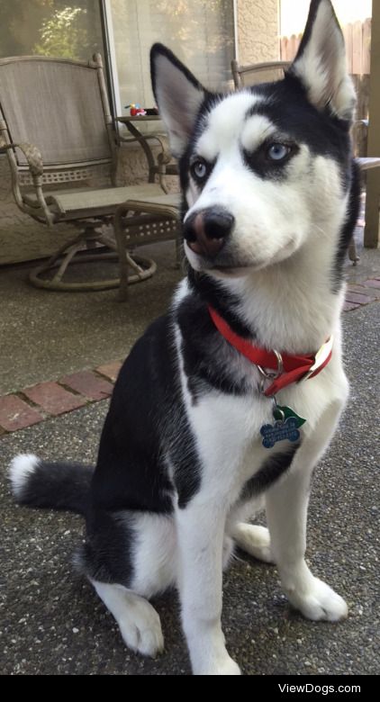 my 8 month old Siberian Husky named Lucky :)