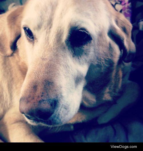 This is Opal, my 15 year old Labrador retriever. She loves naps,…