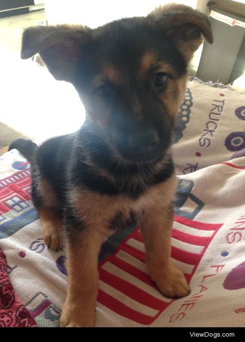 Dugan at 2 months | German Shepherd/Lab