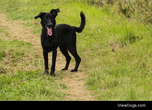 This is Storm. He’s clearly got some lab in him, but we don’t…