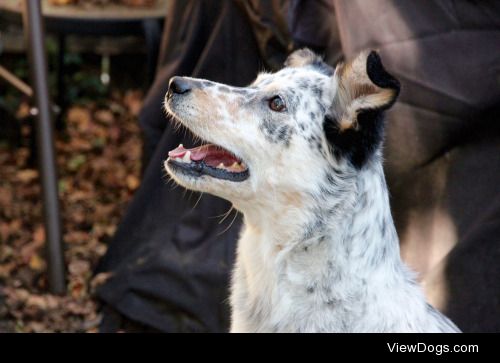 my blue heeler/ australian shepard, myla