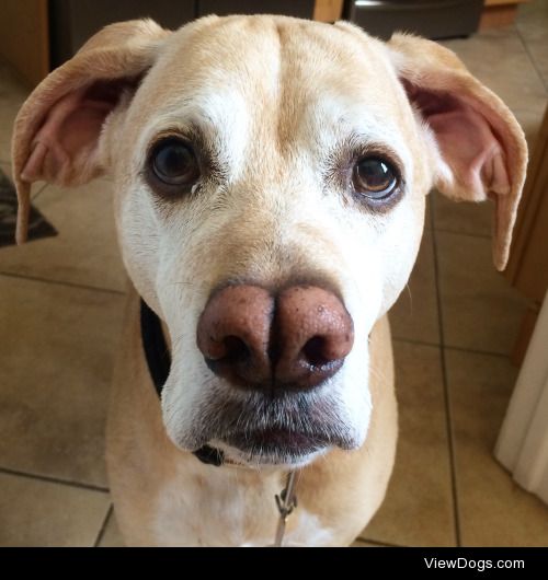 This is 9 yo Bella, a Portuguese Pointer.