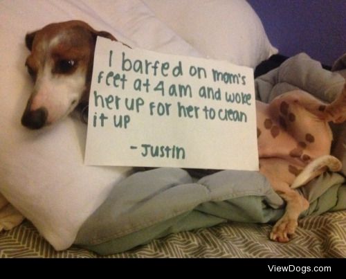 Justin time for first breakfast!

Barfed on moms feet under the…