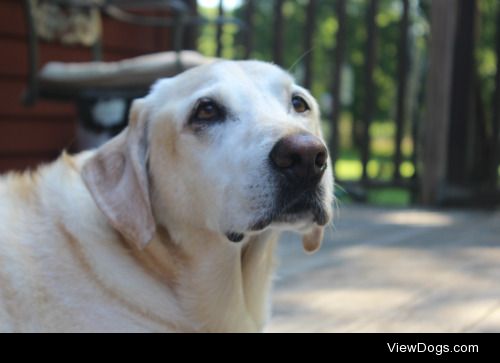 Jade my 12 y/o yellow lab <3