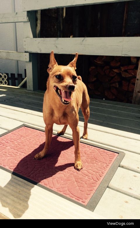 “Is it time to suntan?” ☀️ Jake, the 8 year old Minpin enjoying…