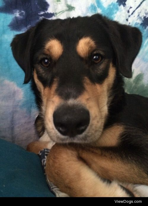 My 2 year old lab, shepard, rottie mix named Murphy. He’s a…