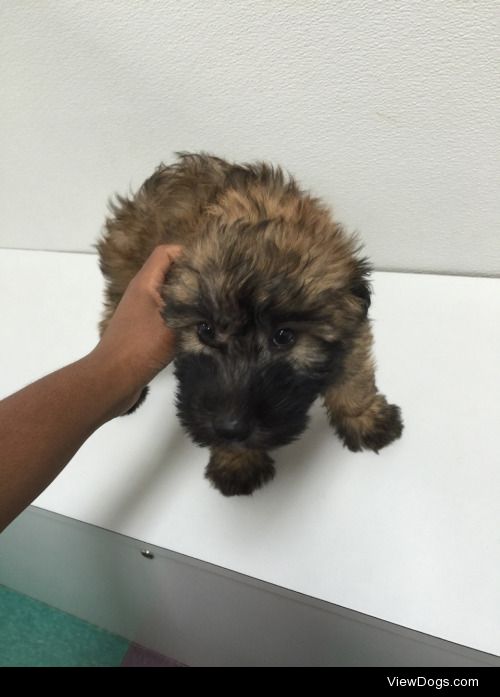 Found these cuties at the PetLand near my school we