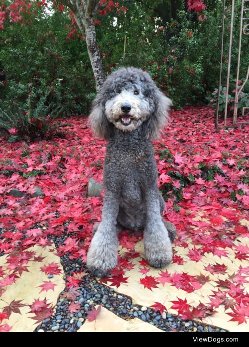 Gracie, Standard Poodle, 9 years young.