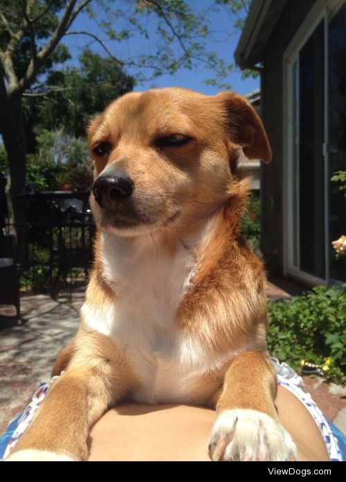 Josie, the 3 year old terrier mix, basking in the sun