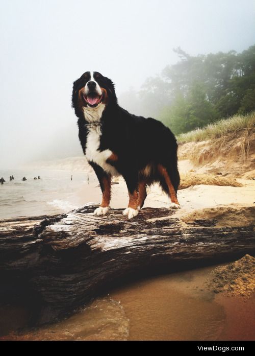 threeberners:

Michigander Mountain Dog.