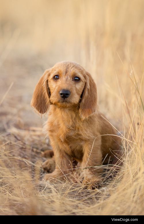 “Major” Basset Fauve deBretagne 2 | Tanya Lyons