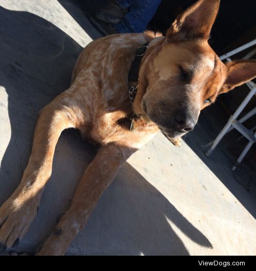 My handsome heeler lab/pit mix Delta. He acts like a tough guy…