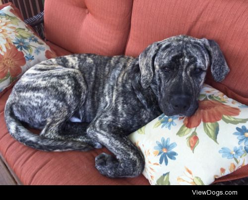 Our 6 month old Mastiff mix, Jax, thoroughly enjoys lounging on…