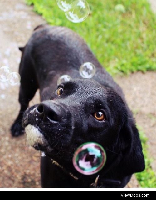 Milo’s first time with bubbles.. 
Stage 1: watch with…