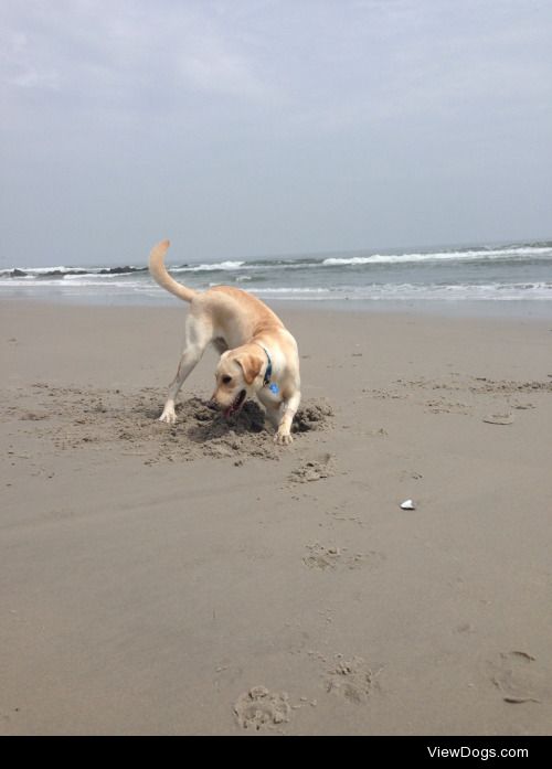 My 11 month old yellow lab Petey. He’s diabetic and blind but…