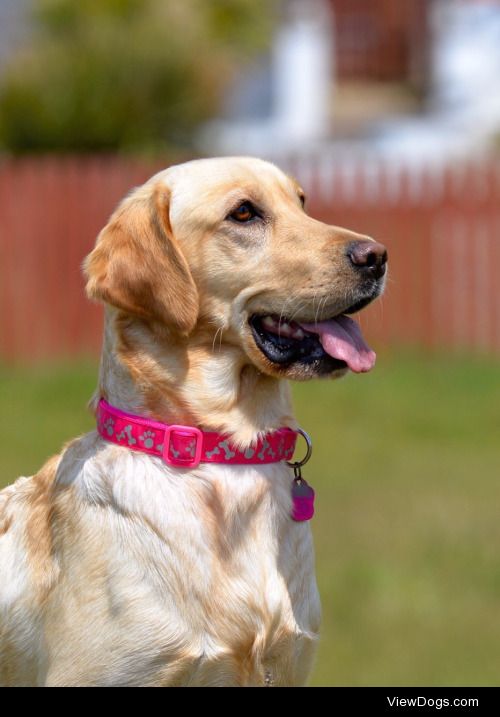 Lovely Lottie. Lottie is a 2 & ½ year old golden Lab. We…