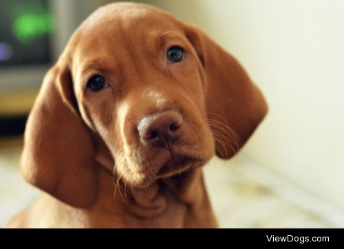 Bach, my two month old vizsla puppy
Julieta Pagano Fotografía