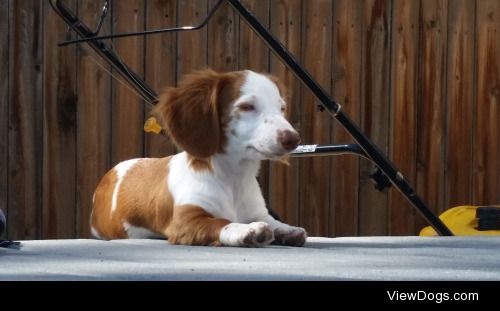 This is E-k9 or Echo for short. She is a blind dachshund I…