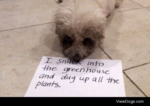 The Greenhouse Effect