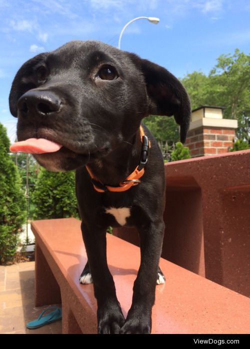 Sebastian is a black lab, pit bull mix, 4 months old on his…