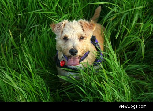 Cinders, a lakeland/norfolk terrier mix :) She’s a cheeky wee…