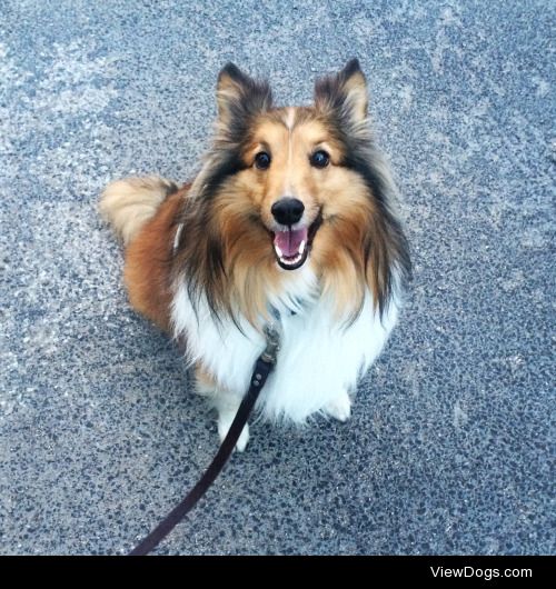 Chance the sheltie