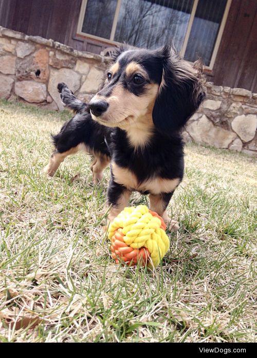 This is Nala! She is a two year old Miniature Dachshund.