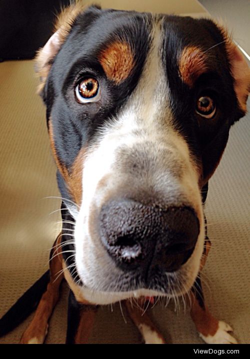 Bentley the Greater Swiss Mountain Dog