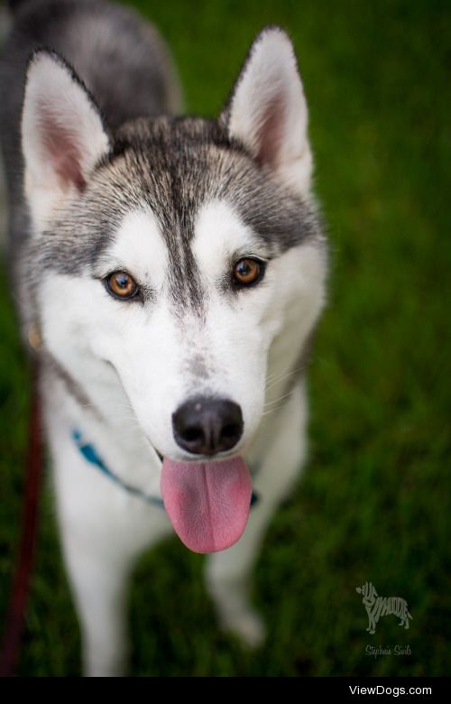 huskyhuddle:

Sun shower