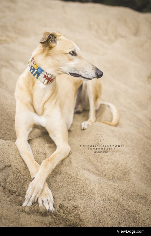 lokithegreyhound:

By Catherin Arsenault